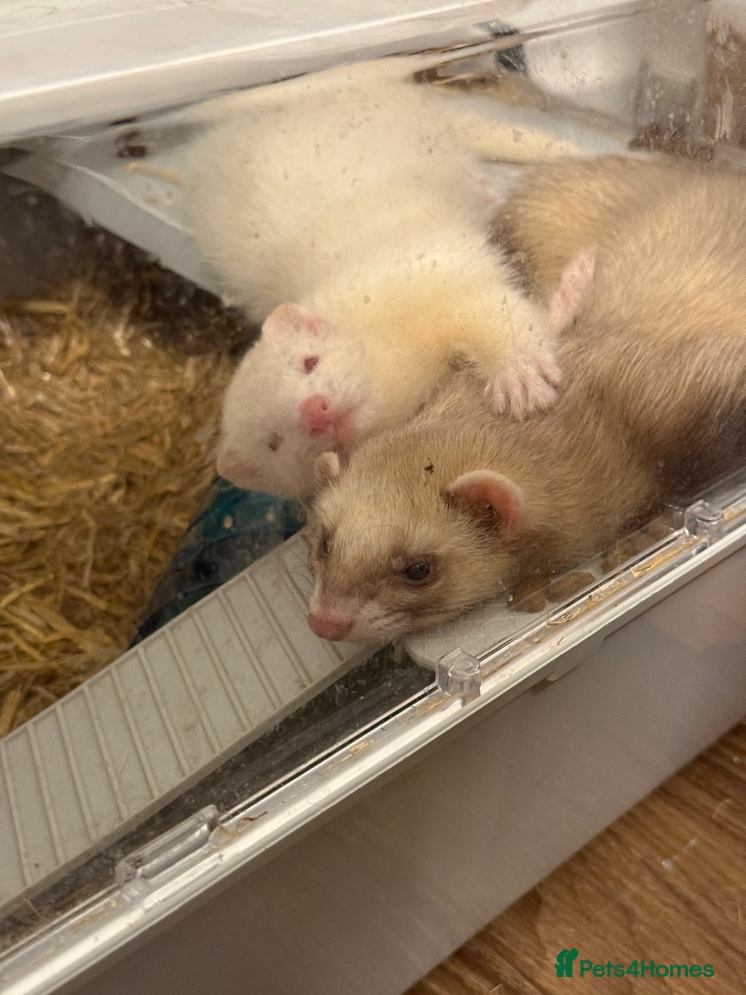 Ferret rodents for sale: Lovely ferrets for rehoming - Advert 1