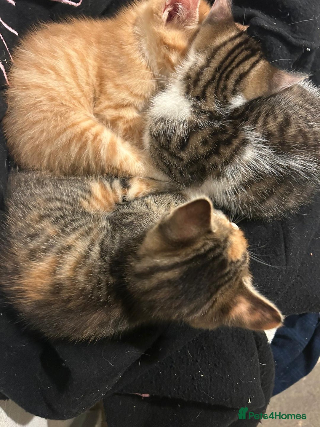 Mixed Breed cats for sale: 2 gorgeous kitten for sale  - Advert 3