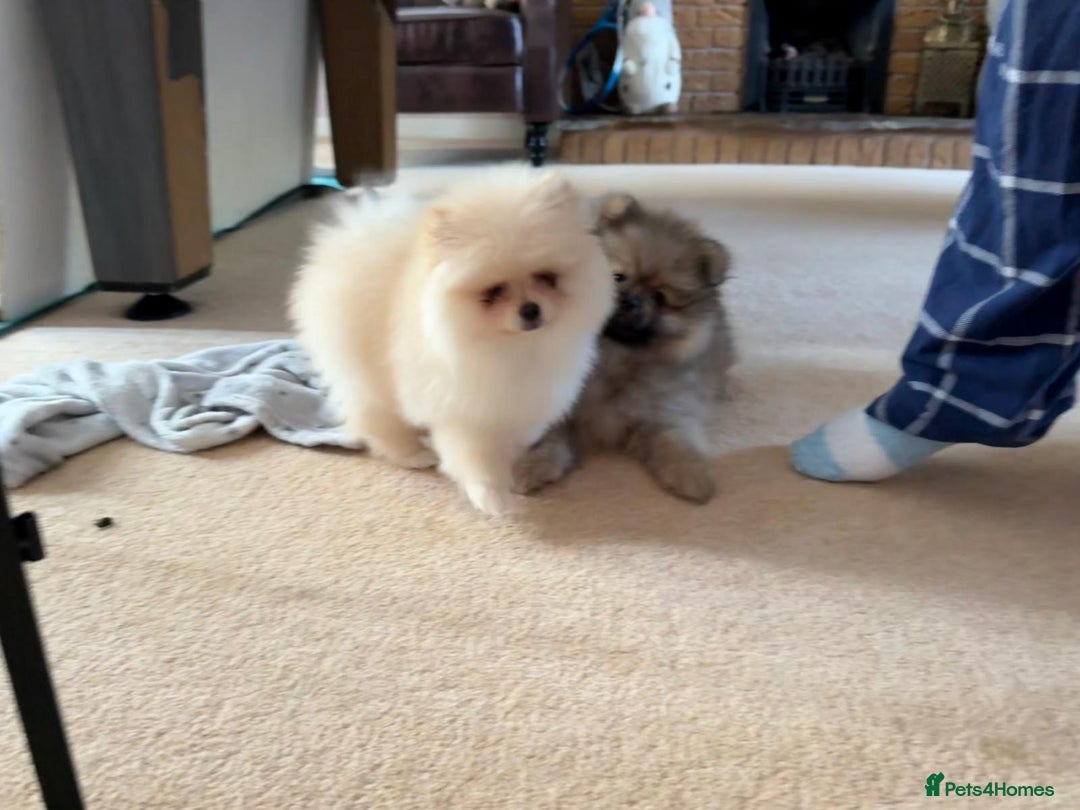 Pomeranian dogs for sale: 10 Week Purebred Pomeranian Champion EU Bloodline  - Advert 12