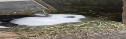 Mixed Breed rabbits for sale: They are mix rex and Dutch  - Advert 6