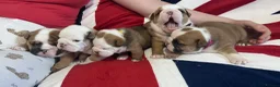 English Bulldog dogs for sale: 🏴󠁧󠁢󠁥󠁮󠁧󠁿 Best of British KC English Bulldogs in Ashington - Advert 23