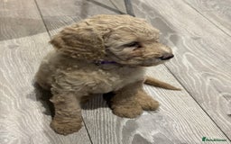 Goldendoodle dogs for sale: Golden doodle F1B stunning puppies  - Image 19