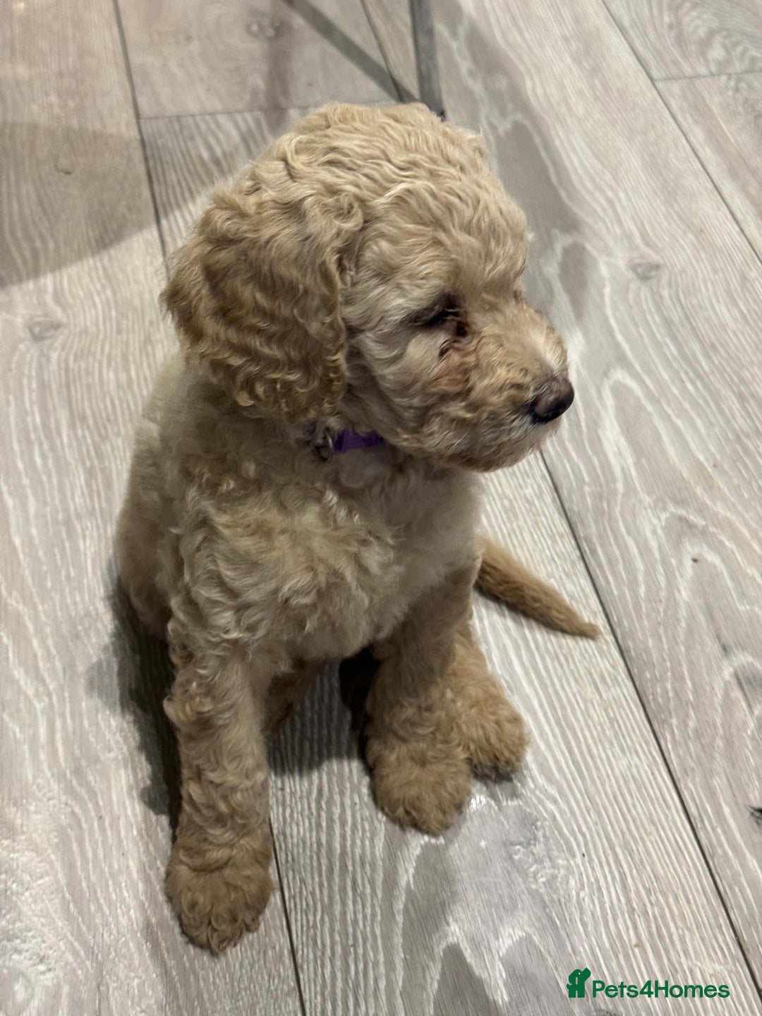 Goldendoodle dogs for sale: Golden doodle F1B stunning puppies  - Image 19