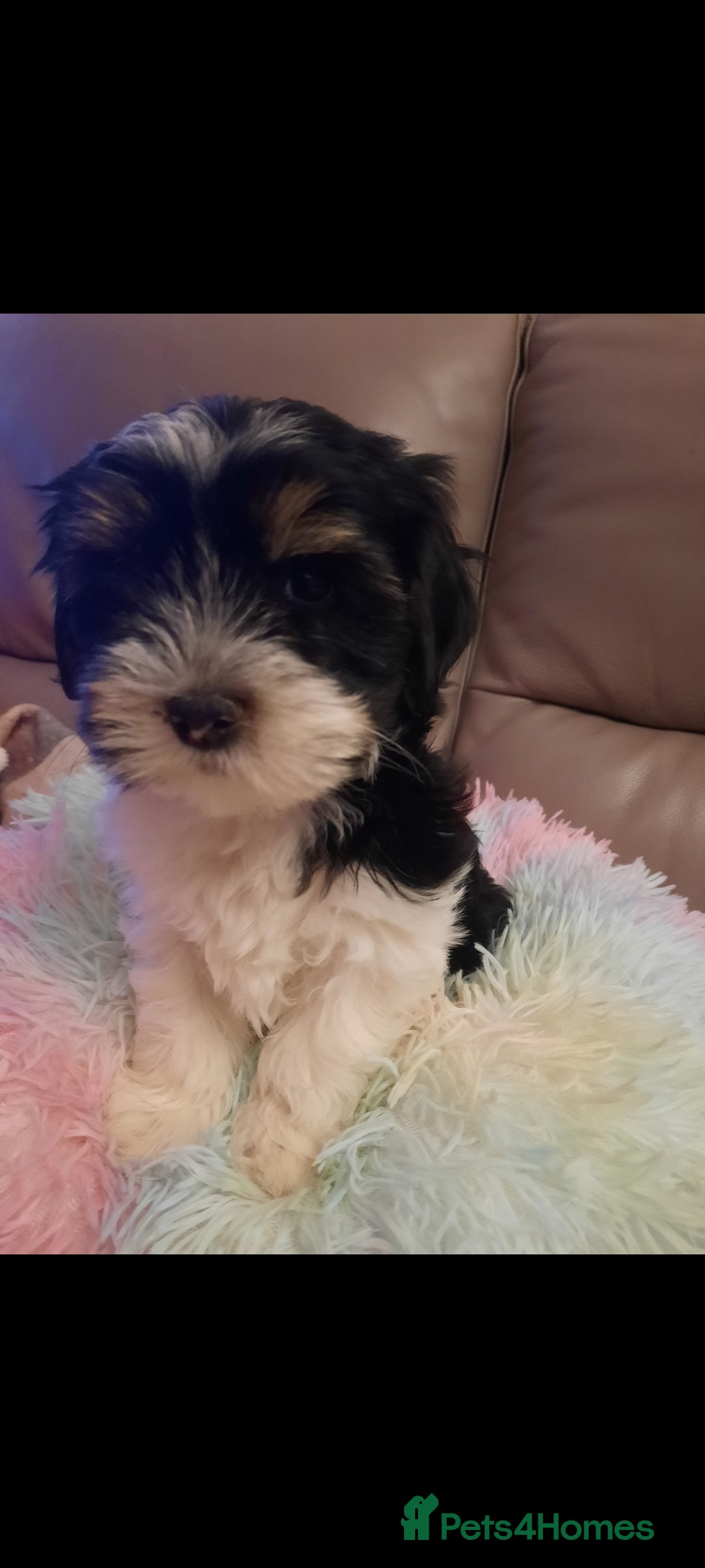 Lhasa Apso dogs for sale: 💜 REDUCED 💜 5* Kyi-Leos (Lhasa Apso/Maltese)   - Image 30