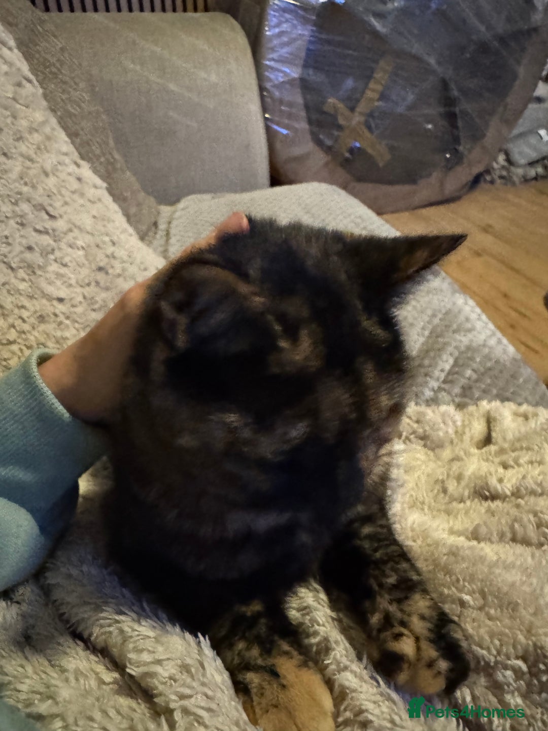 Domestic Shorthair cats for sale: Beautiful Bea  - Advert 8