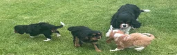 Cavalier King Charles Spaniel dogs for sale: Healthy DNA clear affectionate cuddly pups - Advert 8
