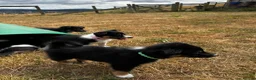 Mixed Breed dogs for sale: Kelpie x collies BEAUTIFUL LITTER - Advert 38