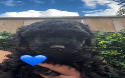 Labradoodle dogs for sale: F1bb labradoodle puppies black curly coat 🧬 clear - Image 29