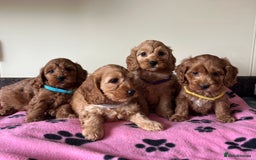 Cockapoo dogs for sale: Cockapoo puppies  - Image 7