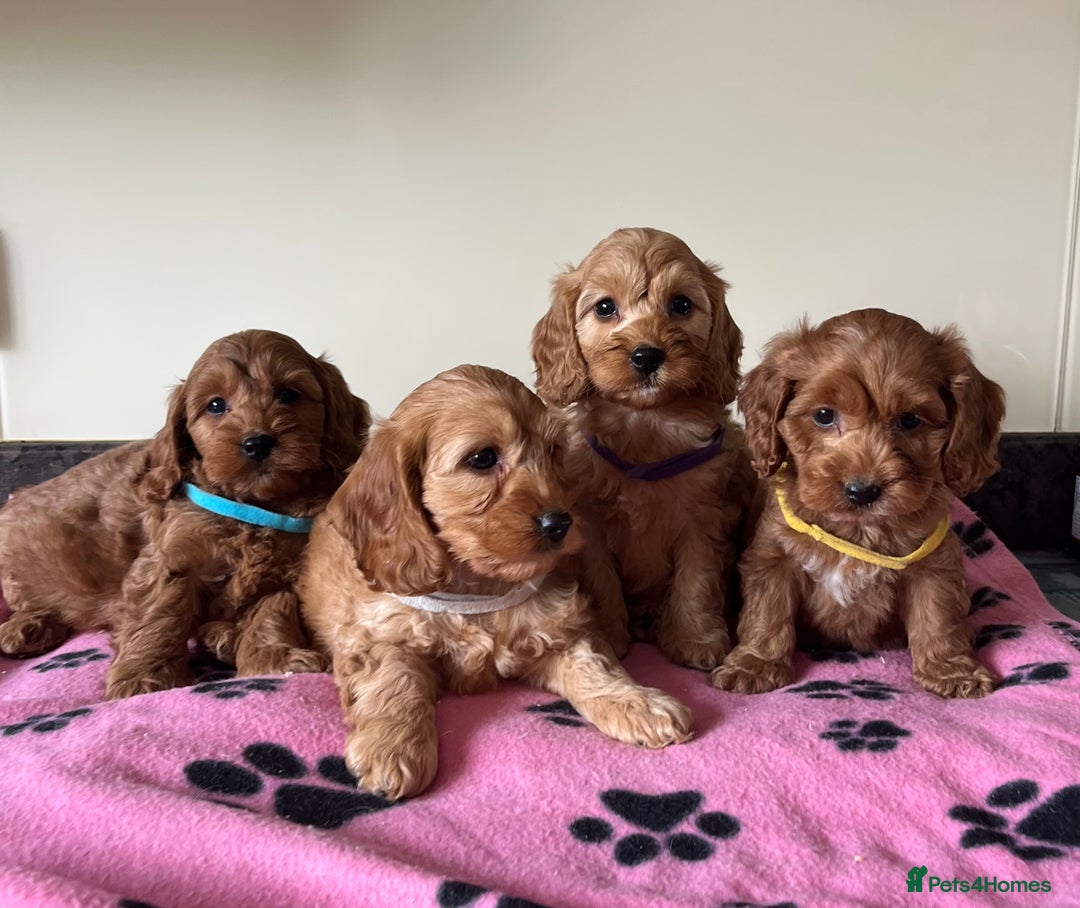 Cockapoo dogs for sale: Cockapoo puppies  - Image 7