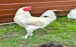 Chickens poultry for sale: Aracuna cockerel  - Image 2