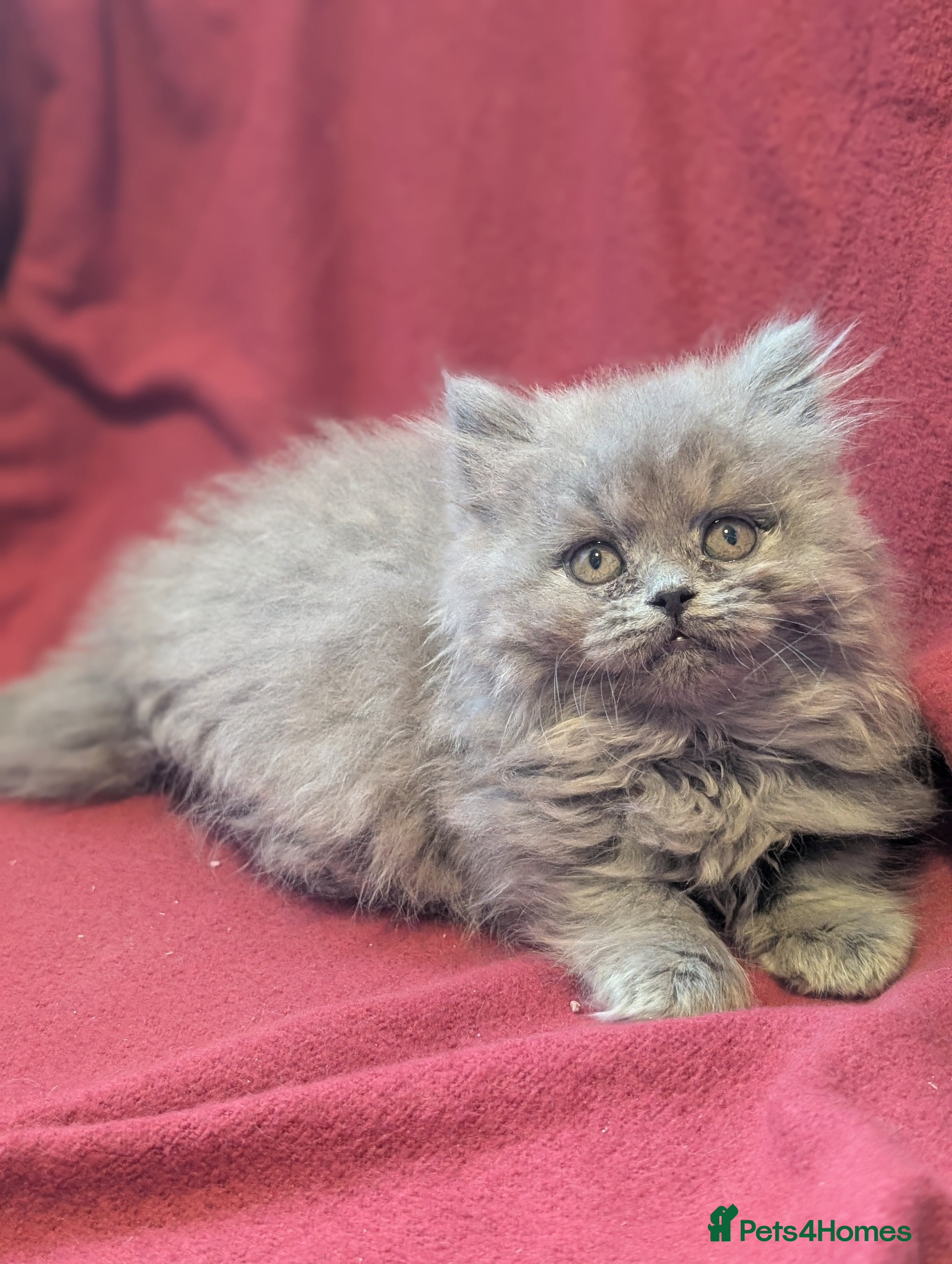 British Longhair cats British longhair kittens - LH Girl Left  - Advert 1