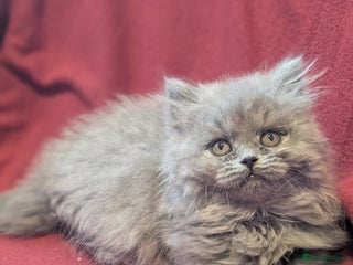 British Longhair cats British longhair kittens - LH Girl Left - Advert 1