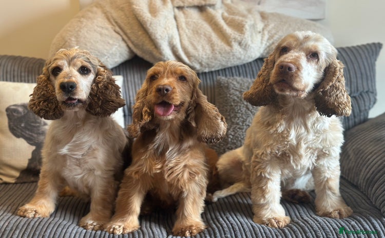 Cocker Spaniel dogs - Advert 6