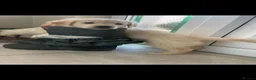 Golden Retriever dogs for sale: Golden Retriever  - Advert 4