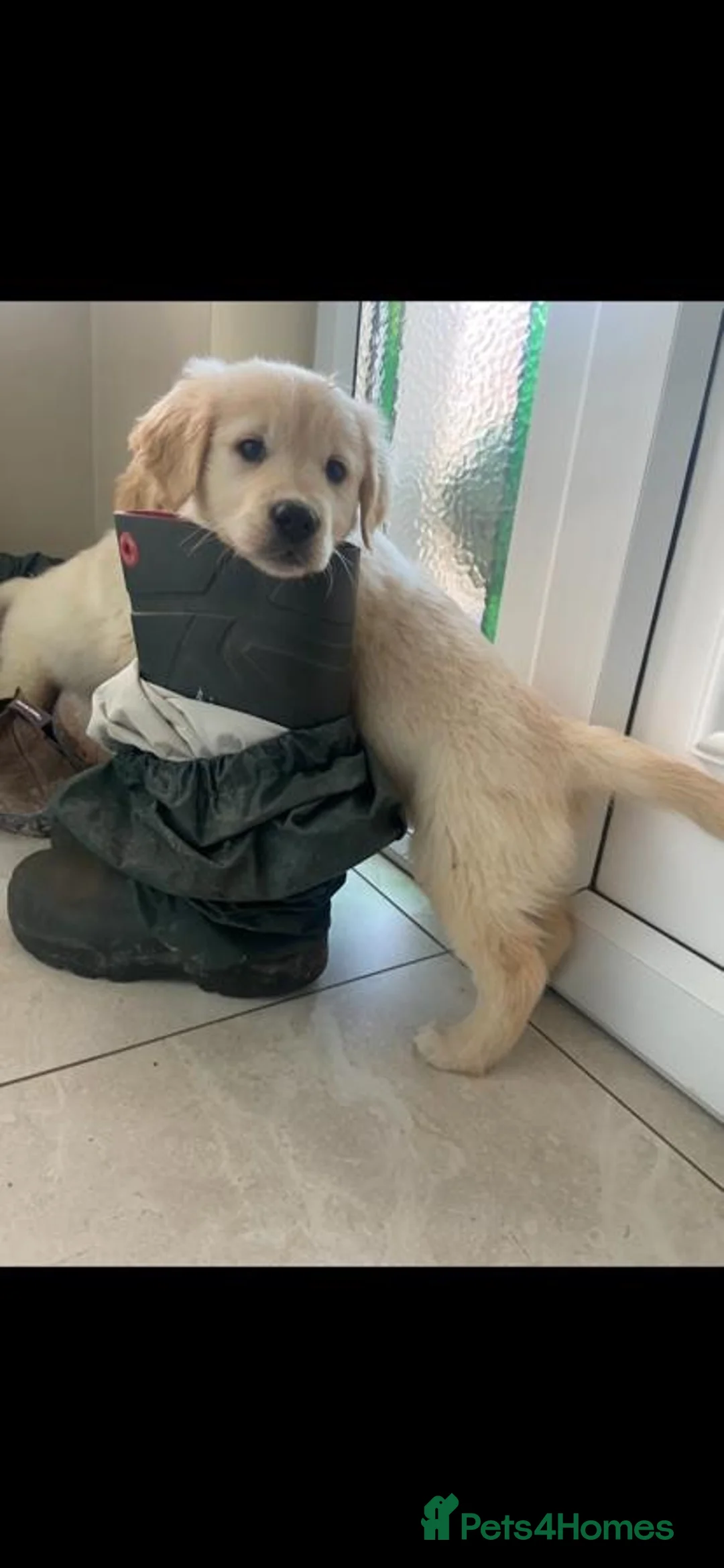 Golden Retriever dogs for sale: Golden Retriever  - Advert 4