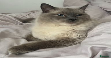 Ragdoll cats - Advert 8