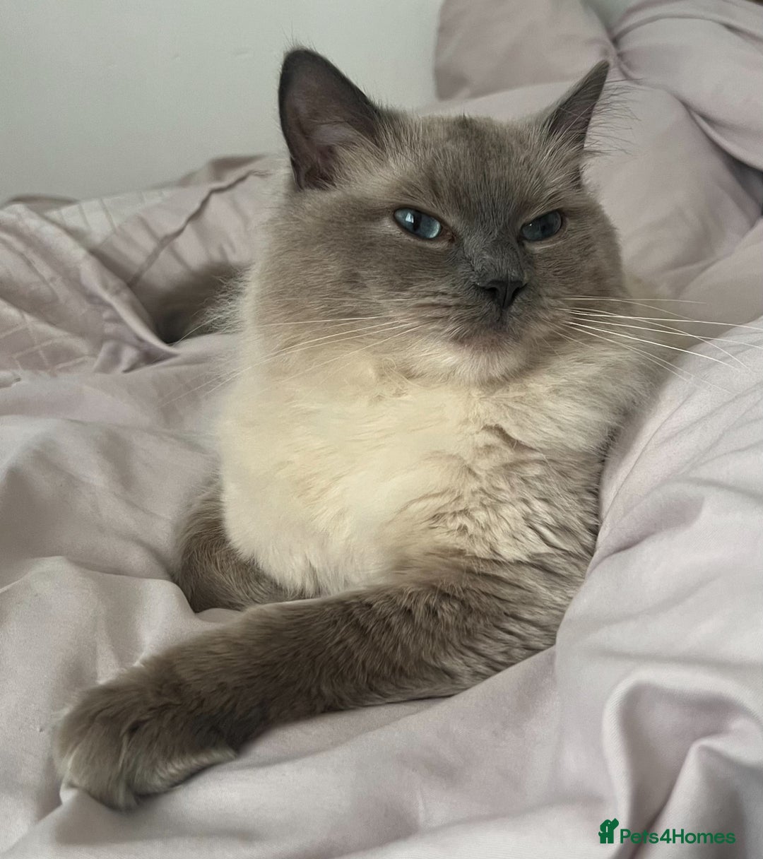 Ragdoll cats for sale: Pure Blue Point Ragdoll Male  - Image 3