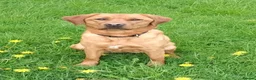 Labrador Retriever dogs for sale: Fox red Labrador puppies for sale - Advert 1