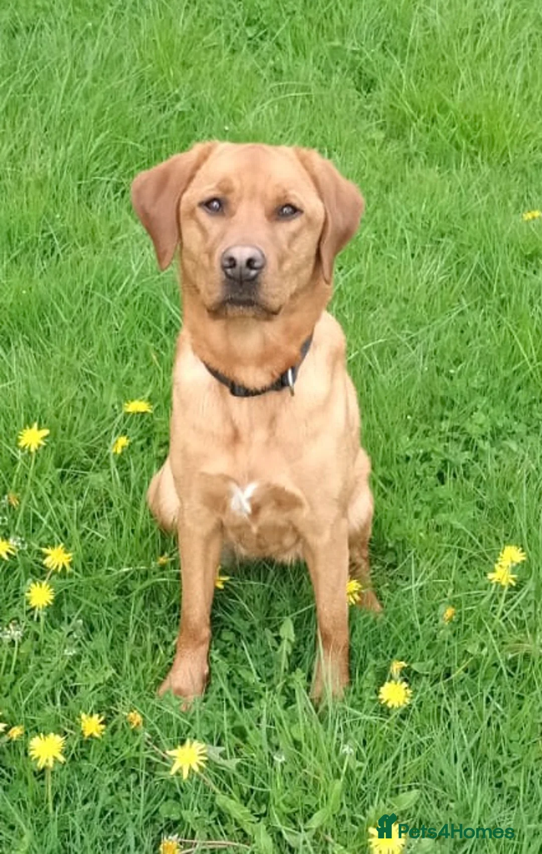 Labrador Retriever dogs for sale: Fox red Labrador puppies for sale - Advert 1