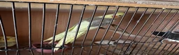Cockatiels birds for sale: 2 pair cockatiels for sale £200 a pair  - Advert 3