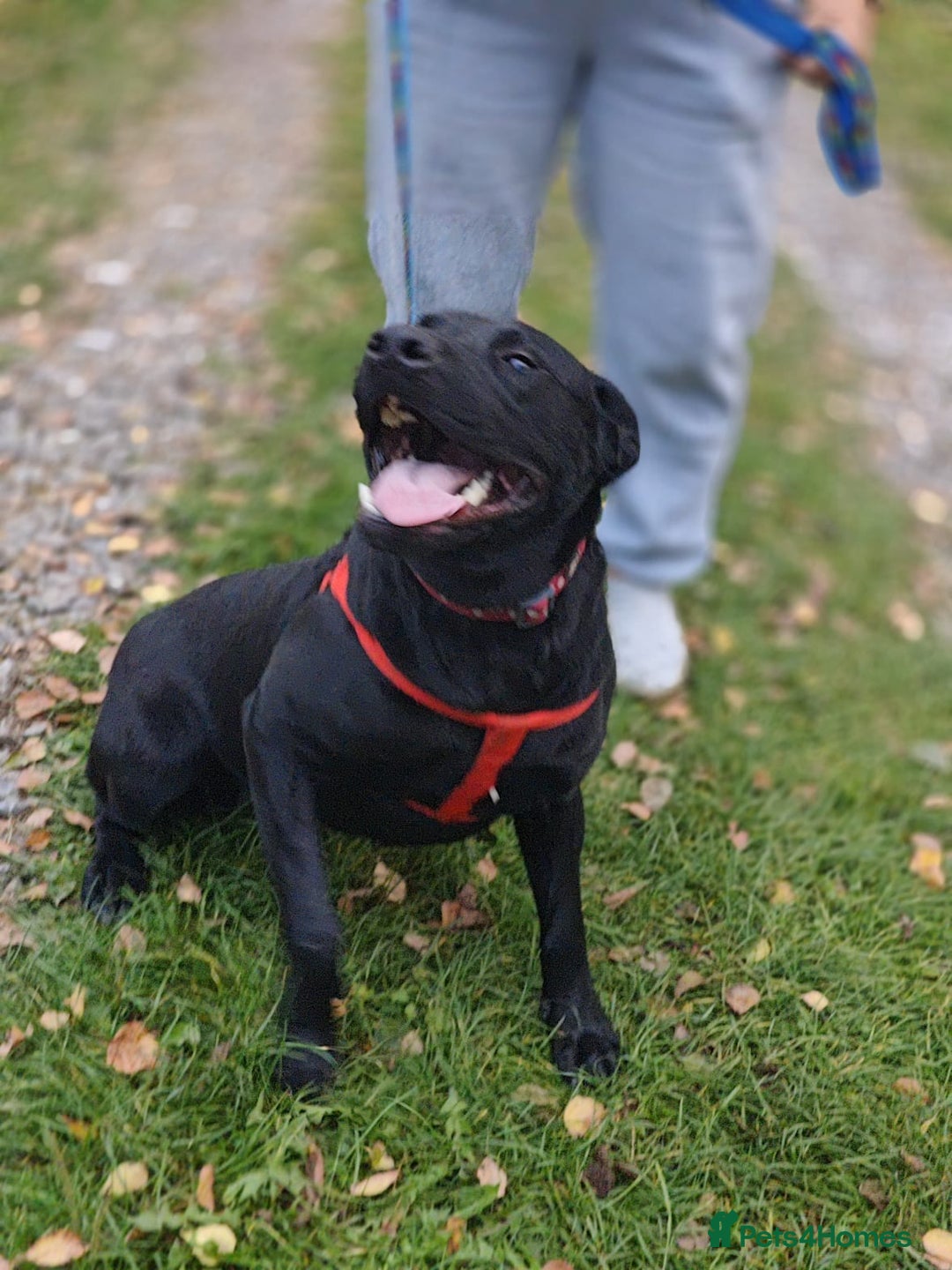Mixed Breed dogs for adoption: ❤️NICOL❤️- Kind and Joyful 2-3 yo Labrador girl - Advert 6