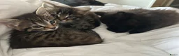 Mixed Breed cats for sale: 3 beautiful kitties. Playful and brave! - Advert 2