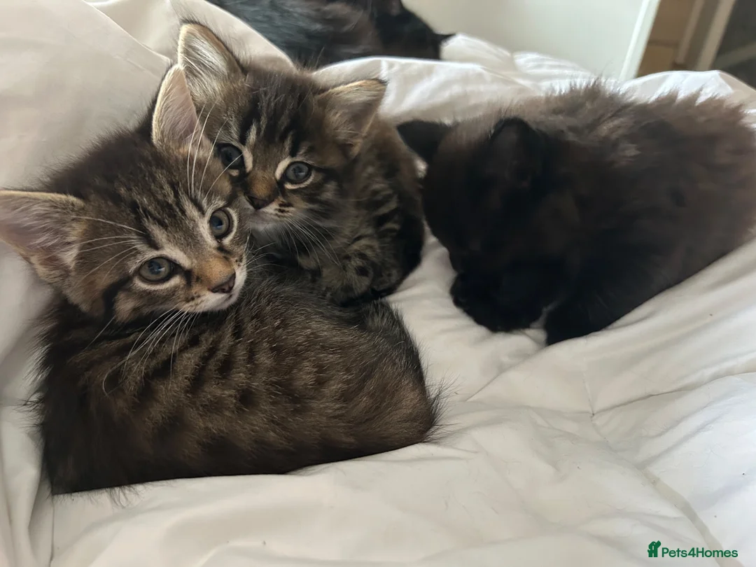 Mixed Breed cats for sale: 3 beautiful kitties. Playful and brave! - Advert 2