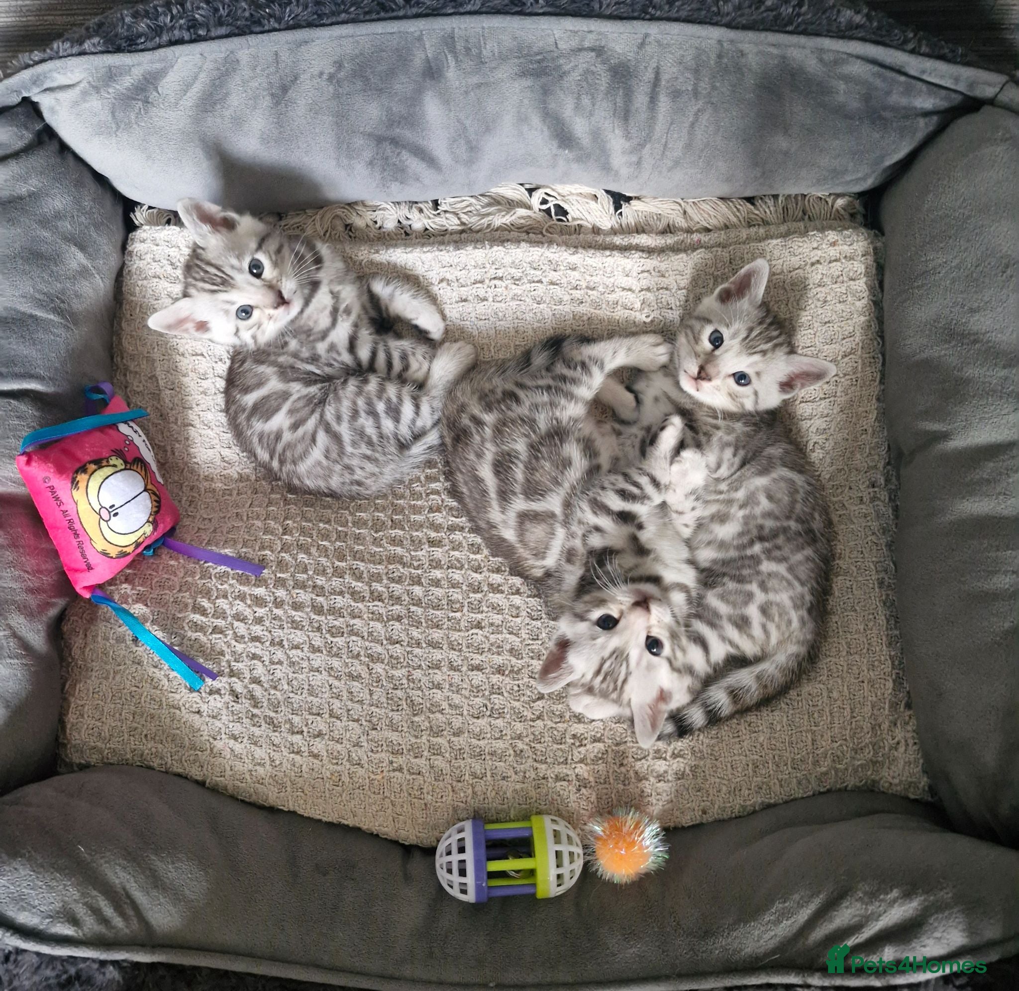 Bengal cats Silver tica registered bengals - Advert 1