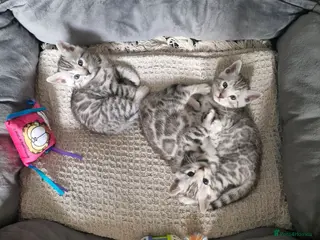 Bengal cats Silver tica registered bengals - Advert 1