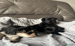 Mixed Breed dogs for sale: Maltipoo X Puppies For Sale 🐶🐾 - Image 14