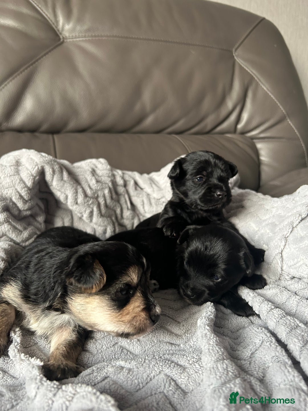 Mixed Breed dogs for sale: Maltipoo X Puppies For Sale 🐶🐾 - Image 14