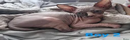 Sphynx cats for sale: Adorable Sphynx Kittens – 2 Males & 1 Female  - Advert 10