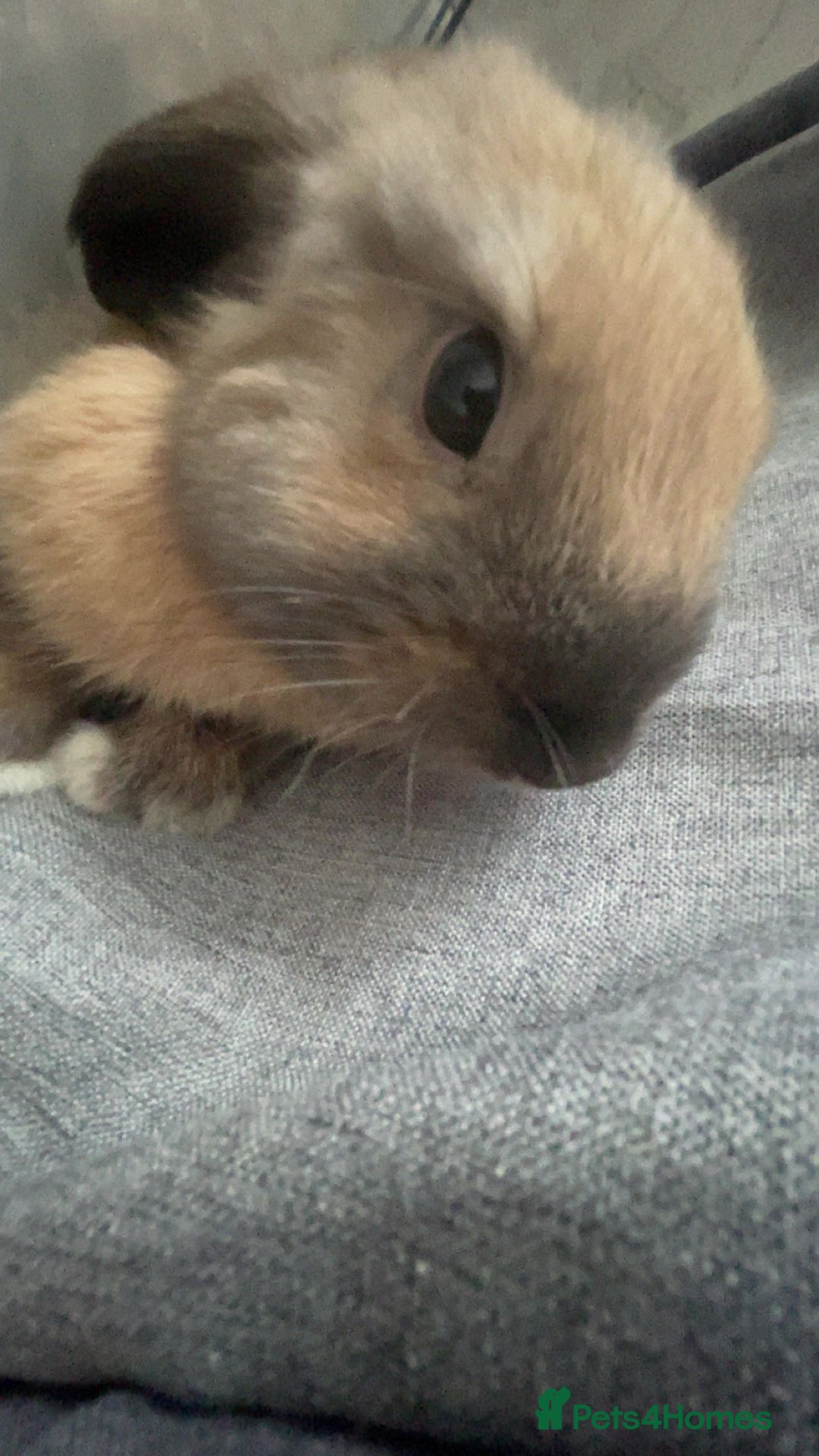 Mini Lop rabbits for sale: Meet Nyllah – Our Sweet Mini Lop Girl  - Advert 8