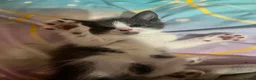 British Shorthair cats for sale: Beautiful Grey & White British Shorthair Kittens - Advert 5