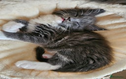 Maine Coon cats for sale: 4 beautiful maine coon kitten  - Image 8