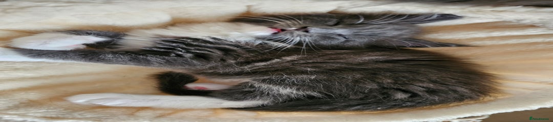 Maine Coon male