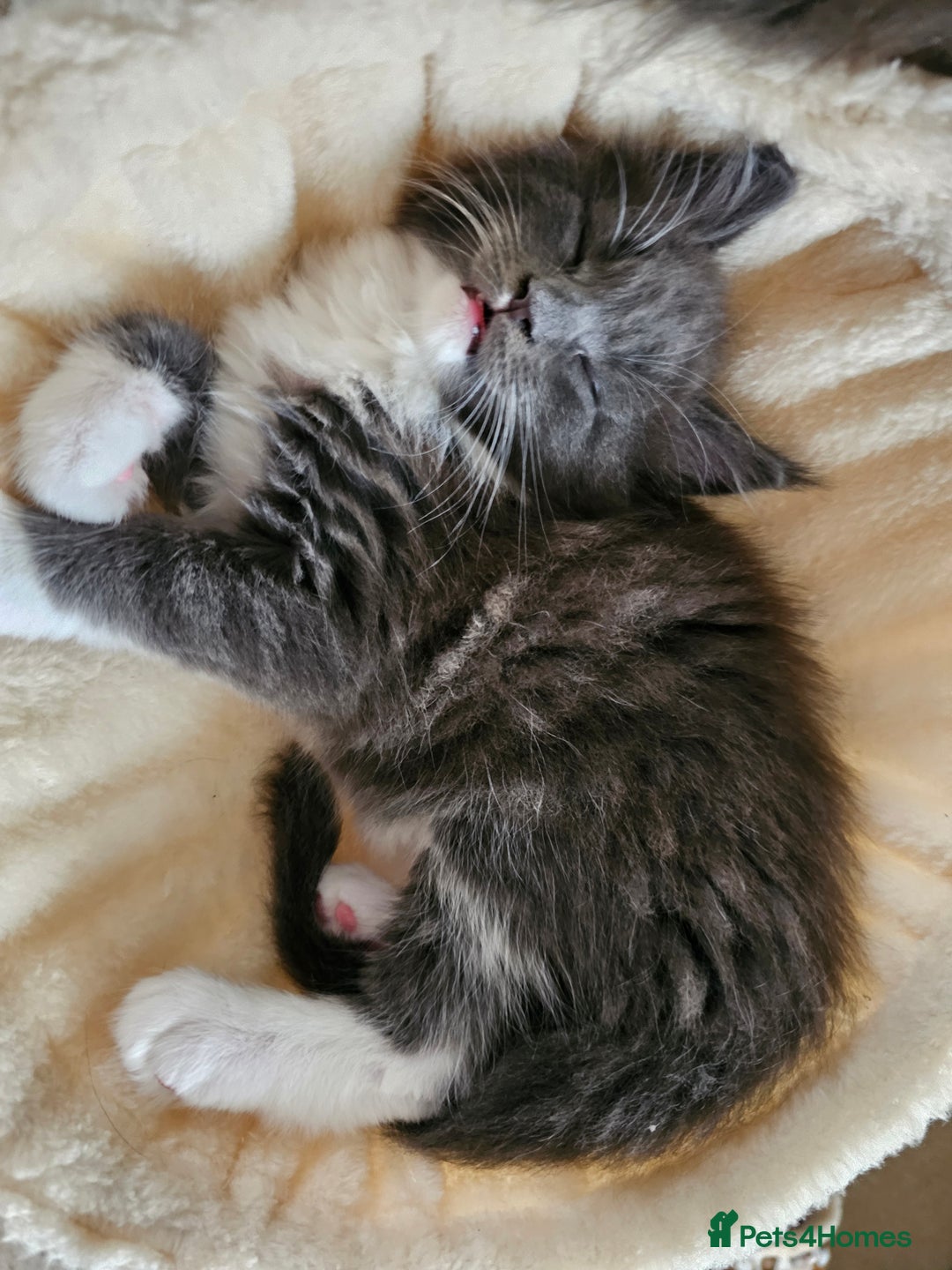 Maine Coon cats for sale: 4 beautiful maine coon kitten  - Image 8