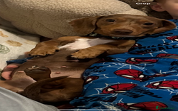 Miniature Dachshund dogs for sale: Gorgeous miniature dachshund puppies - Image 21