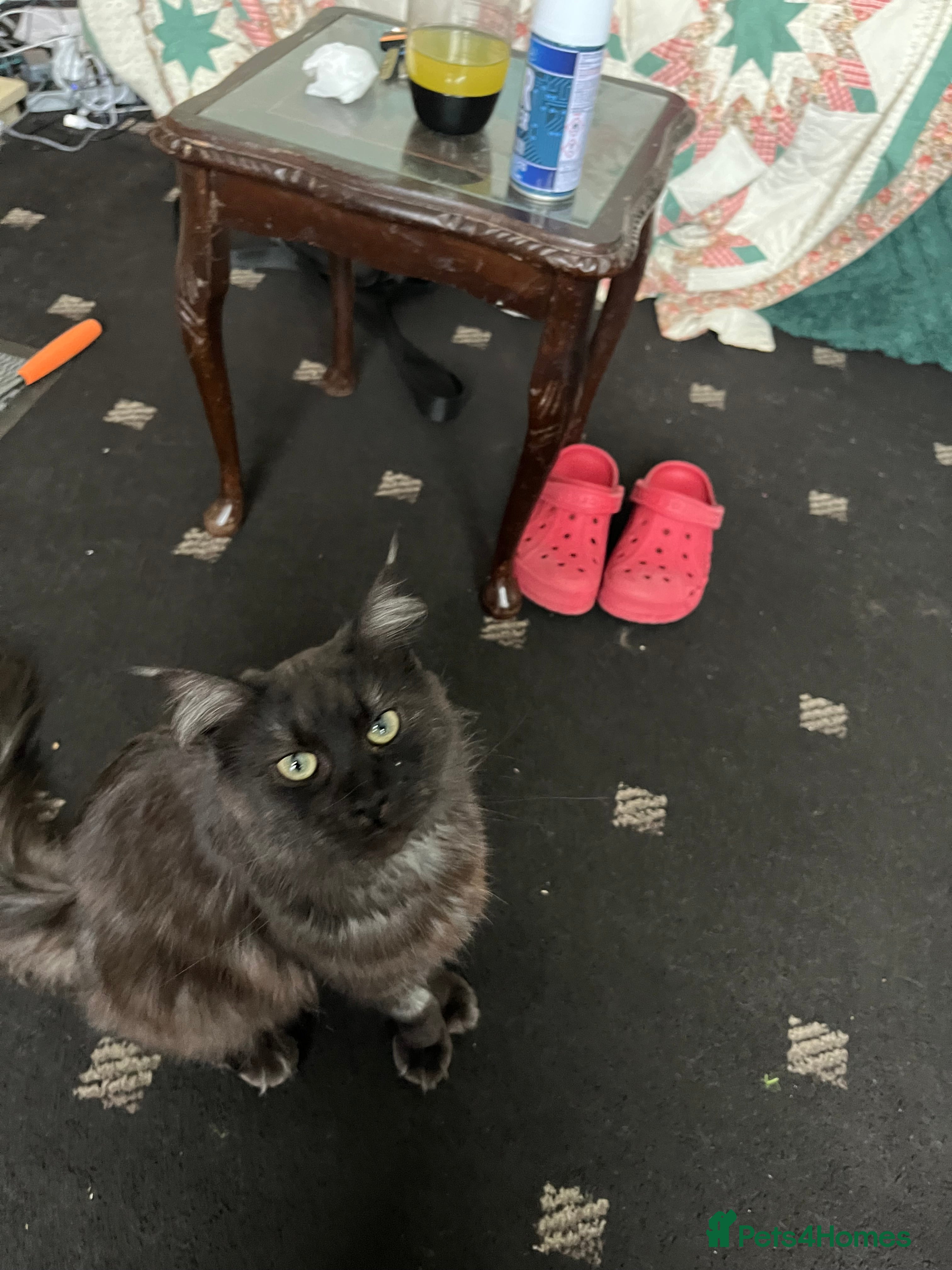 Maine Coon cats Maine Coon girl needs good home - Advert 2