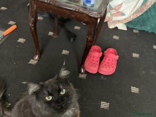 Maine Coon cats for sale: Maine Coon girl needs good home - Advert 1