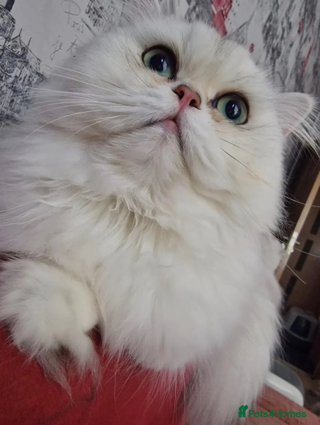 Persian cats for sale: Kitten in Hayes - Advert 1