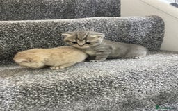 British Shorthair cats for sale: Gorgeous British shorthair kittens  - Image 18