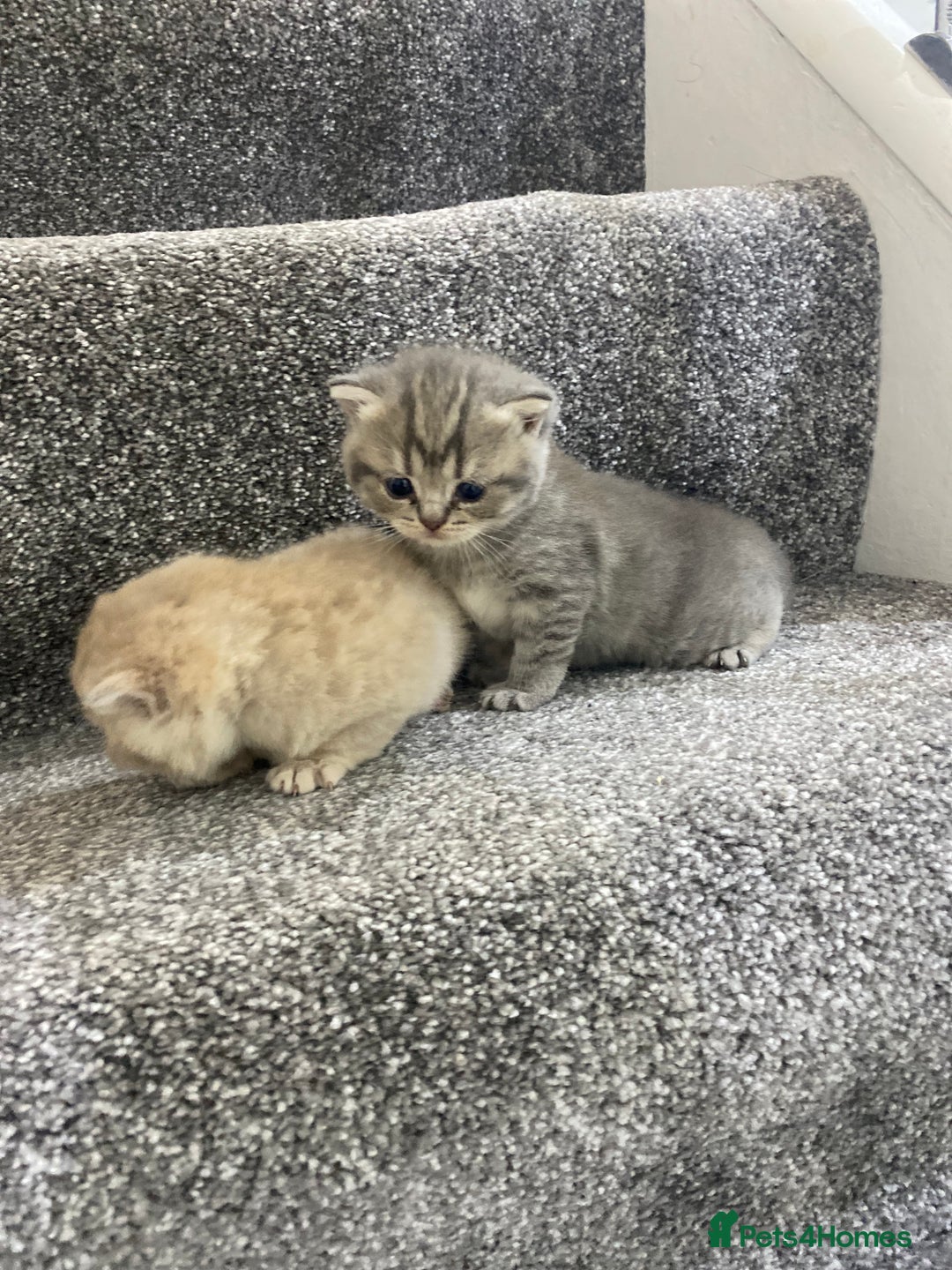 British Shorthair cats for sale: Gorgeous British shorthair kittens  - Image 18