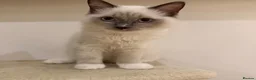 Ragdoll cats for sale: Ragdoll kittens  - Advert 9