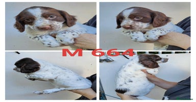 Sprocker dogs - Advert 1
