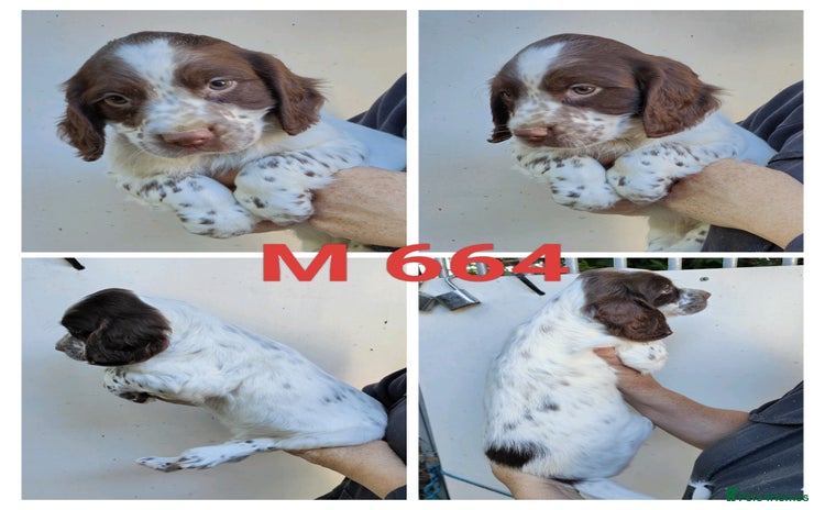Sprocker dogs - Advert 15