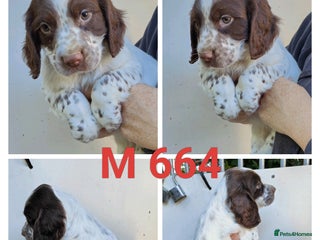 Sprocker dogs - Advert 9