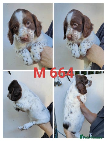 Sprocker dogs - Advert 4