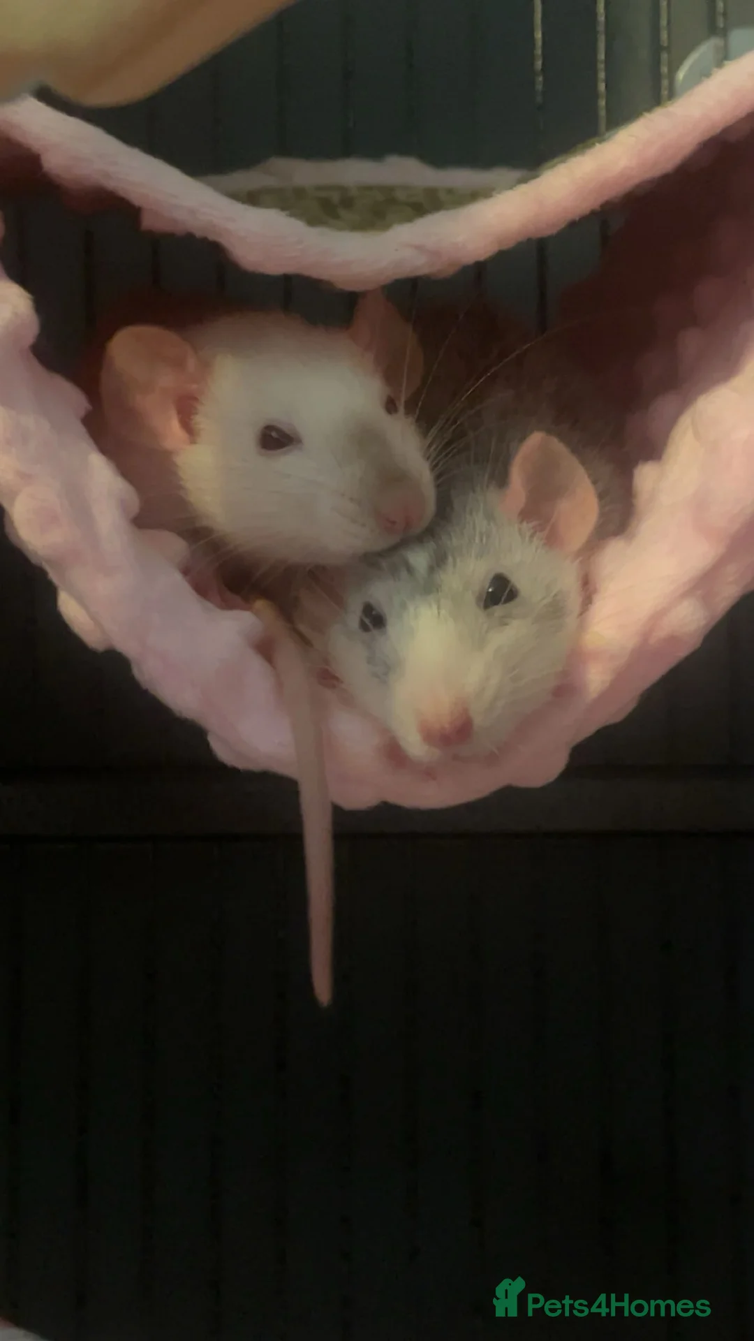 Rat rodents for sale: 3 female rats in Stockport - Advert 2